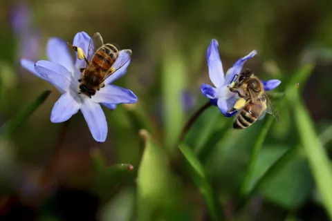 Is Air Pollution Throwing Off Bees? thumbnail