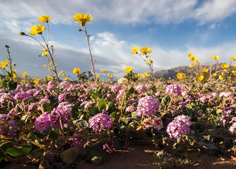 Death Valley In Bloom thumbnail