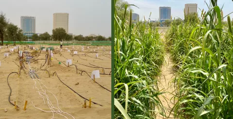 How Nanoclay Is Greening Deserts thumbnail