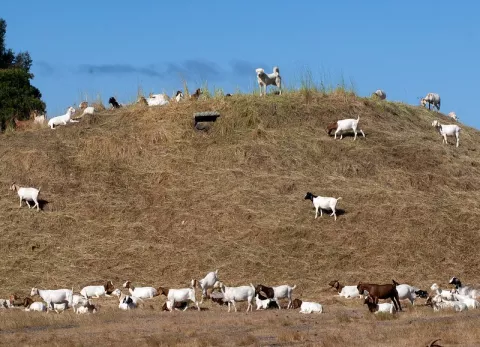 Wildfires: Goats To The Rescue!  thumbnail