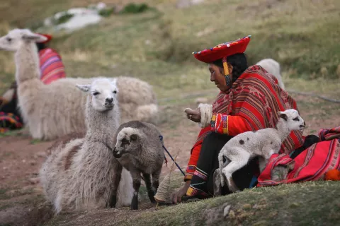 In Peru, Llamas To The Rescue! thumbnail