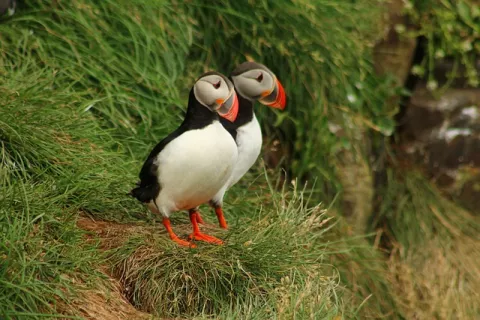 Puffins In Maine: A Success Story! thumbnail