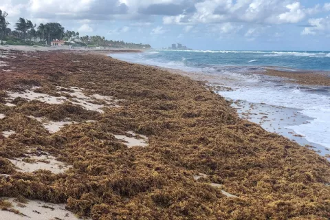 What Is The Great Atlantic Sargassum Belt? thumbnail