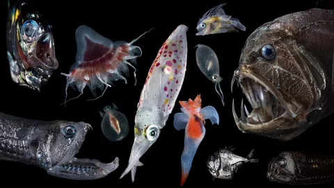 The Disappearing Twilight Zone thumbnail