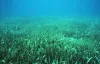 Greece Protects Its Seagrass Meadows thumbnail